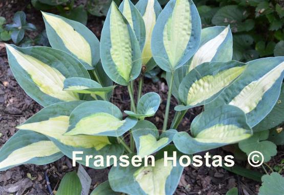 Hosta Hot Kiss